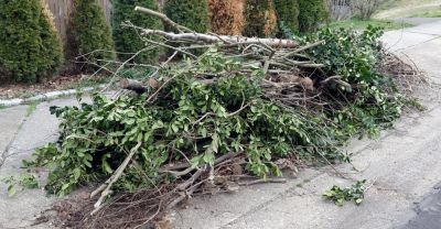 Professional Brush Pick Up Service!